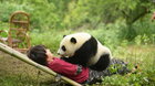 Thumb 2025 Panda A Ja